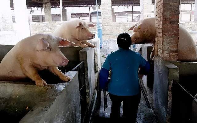 猪前兔后开一码猜什么数,猪前兔后开一码猜什么数——揭秘数字背后的神秘故事,实地设计评估解析_专属版74.56.17