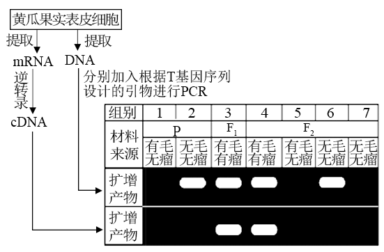 pcr扩增仪操作过程及步骤