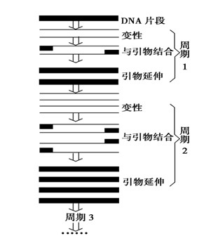 pcr扩增仪的分类