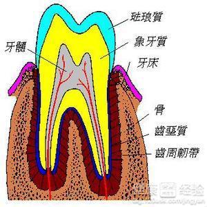 慢性牙髓炎的主要病理学特征是