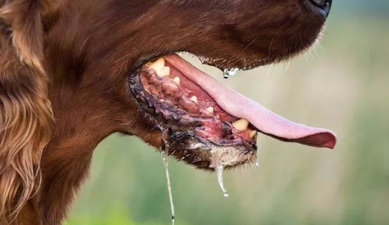 狂犬病潜伏期一般多长时间狗狗会死