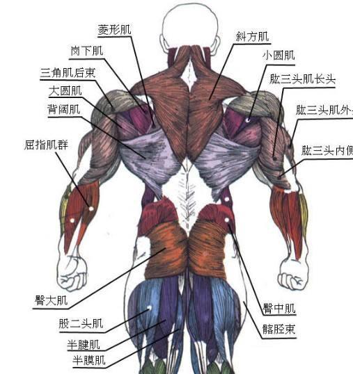 背阔肌肌肉功能