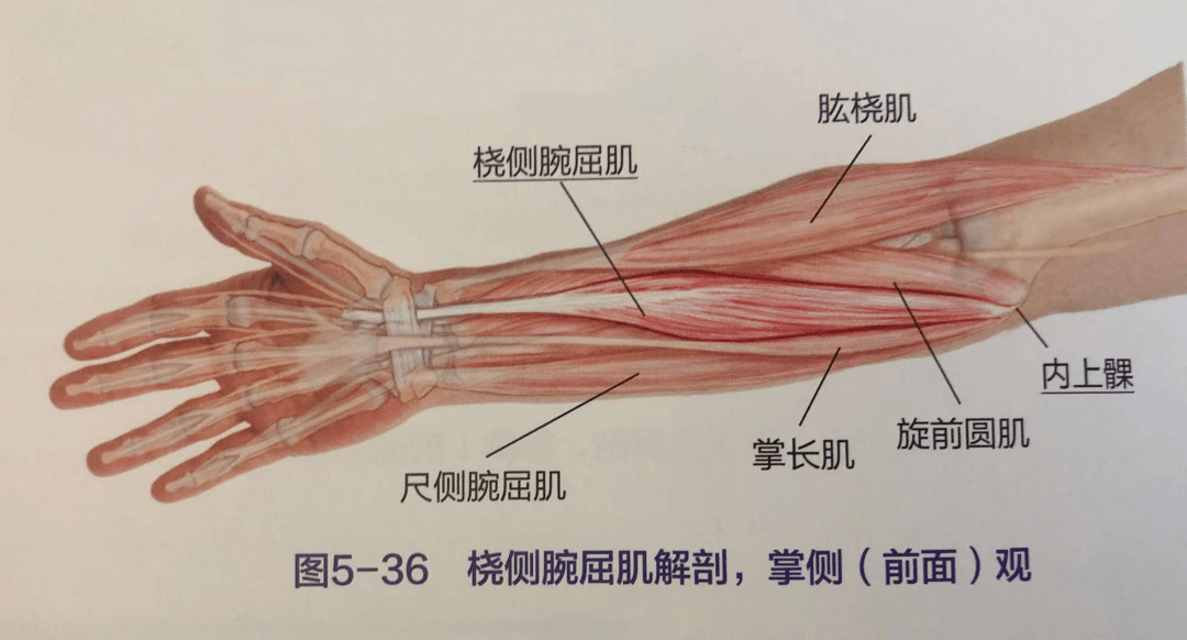 屈臂支撑损伤尺神经