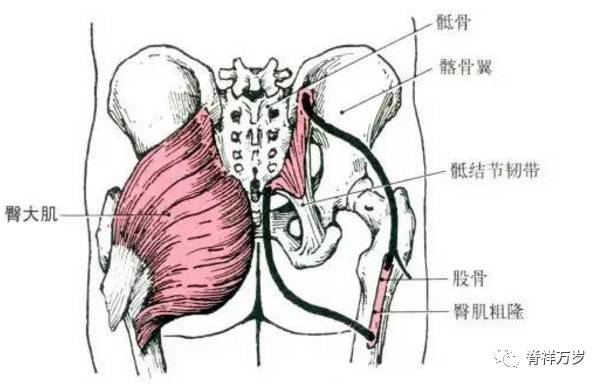 臀大肌酸痛