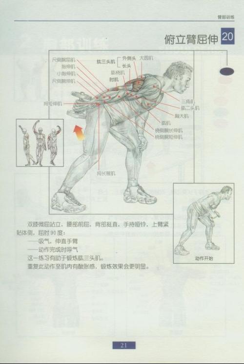 肱三头肌动作讲解