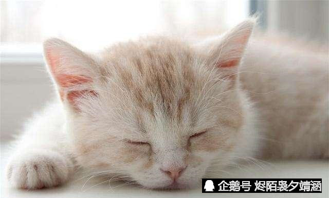 猫：大半夜人瘾犯了