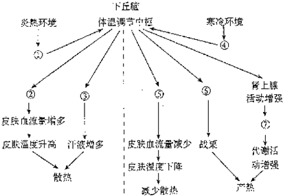 发烧，人体体温调节系统的冒险与机制解析