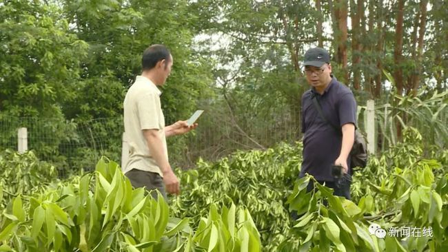 福州村民上百棵果树一夜被砍光