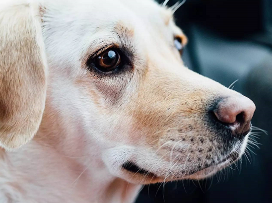 搜救犬眼神里满满的不舍