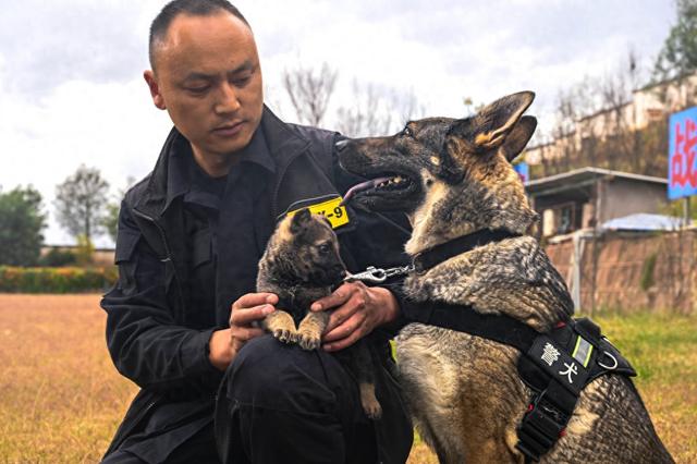 云南一警犬连续4周被基地“通报”