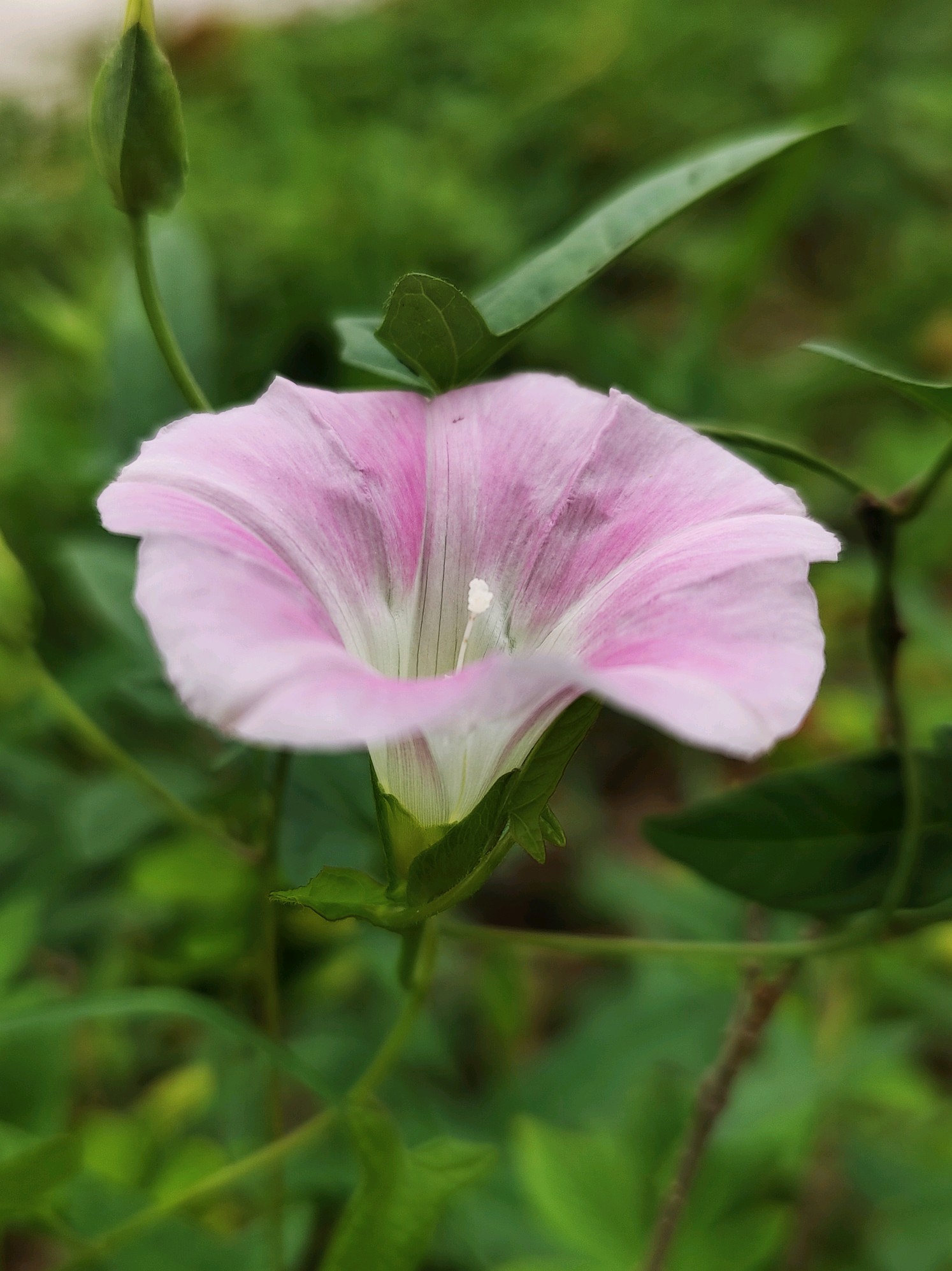 中马牵牛花开