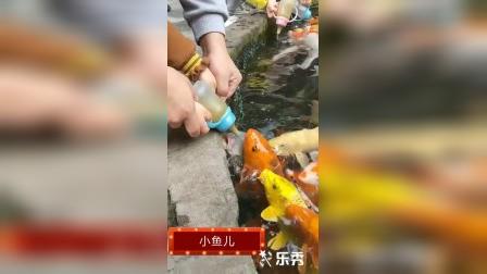 小魚儿分站