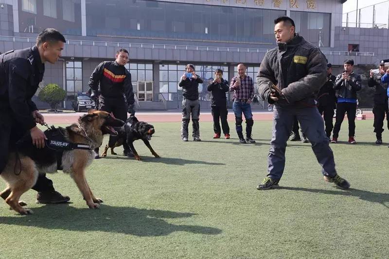 警犬从特警车伸出小脑瓜盯梢