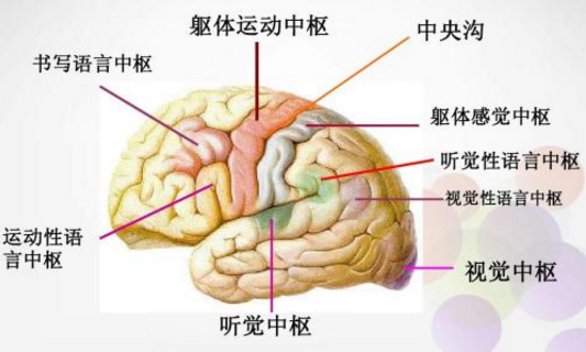 泪点低可能是大脑神经太发达